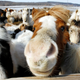 JetBlue: The Law Says We Have To Let Mini Horses On The Plane
